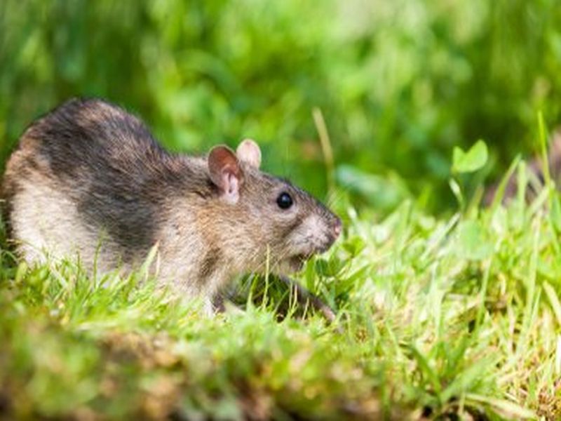 Proactive Rat Control: Essential Pest Control Measures